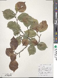 Ulmus macrocarpa image