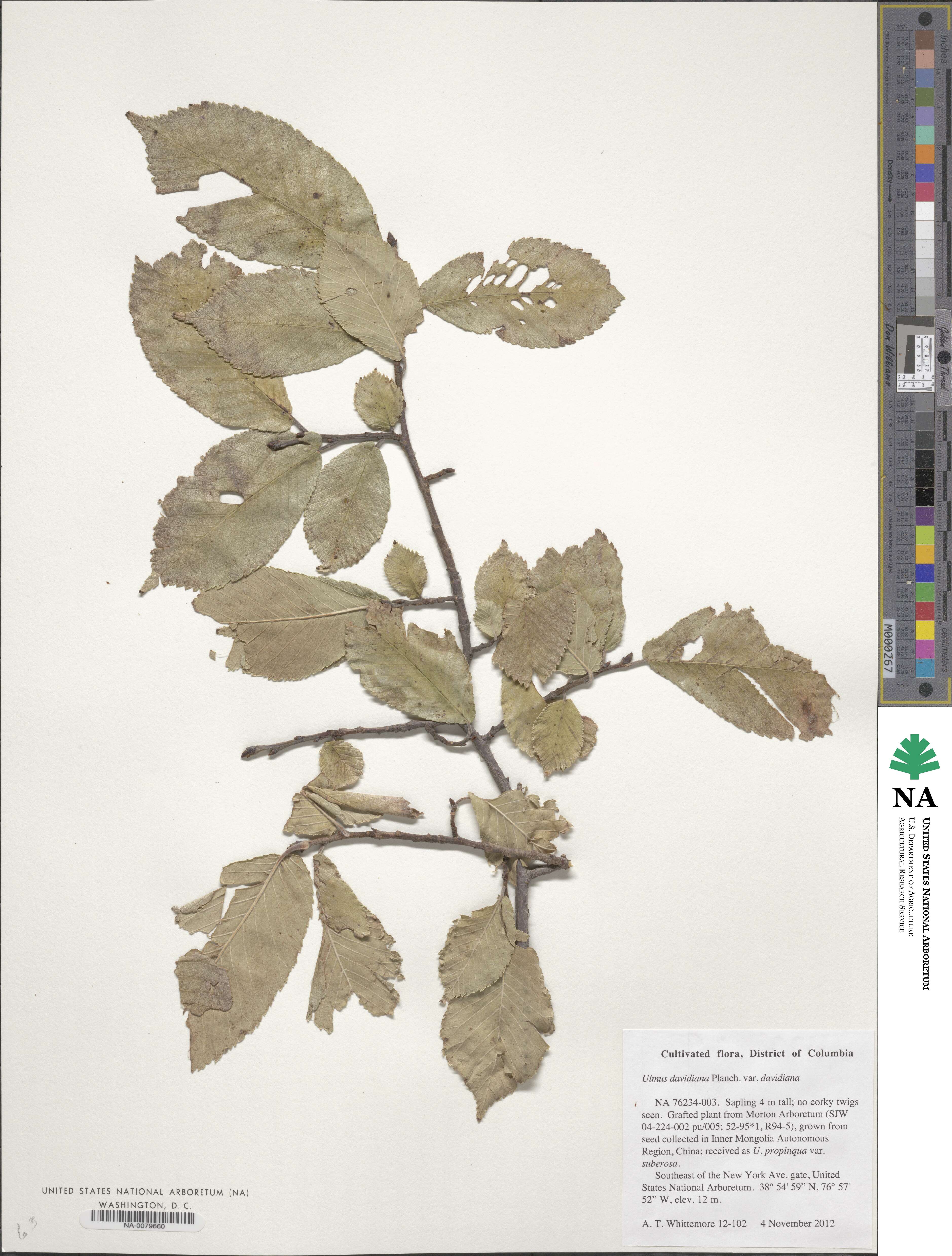 Ulmus davidiana image