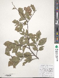 Ulmus szechuanica image