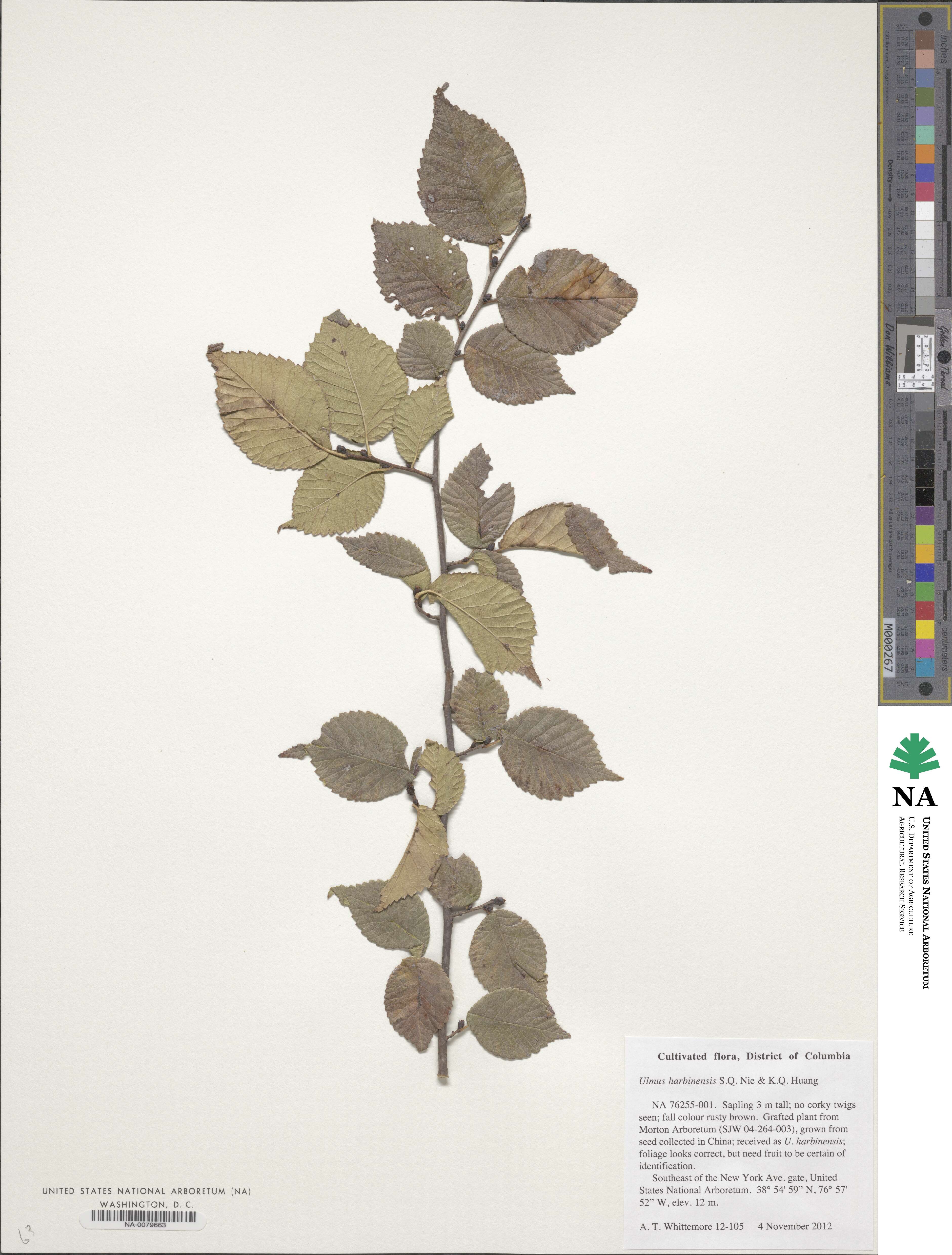 Ulmus harbinensis image