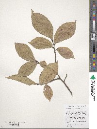 Ulmus davidiana image