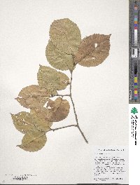 Ulmus szechuanica image