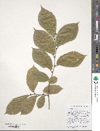 Ulmus szechuanica image