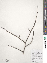 Ulmus davidiana image