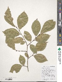 Ulmus szechuanica image