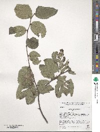 Ulmus glabra image