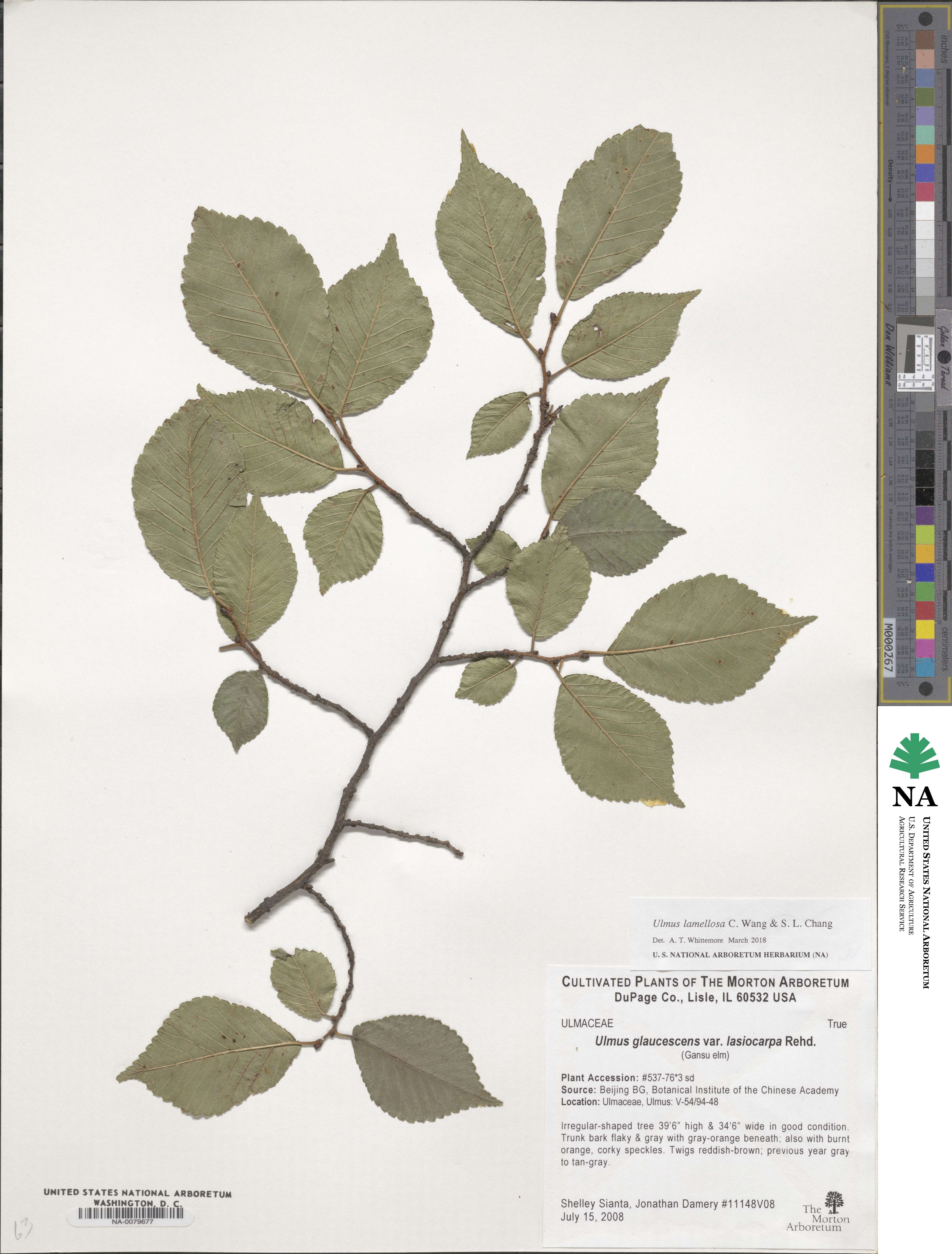 Ulmus lamellosa image