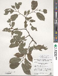 Ulmus davidiana var. japonica image