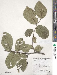 Ulmus glabra image