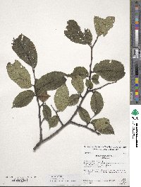 Ulmus glabra image