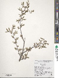 Ulmus alata image