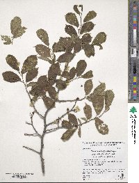 Ulmus davidiana var. japonica image