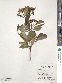 Viburnum cassinoides image