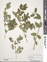 Lonicera morrowii image