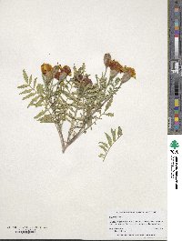 Tagetes erecta image