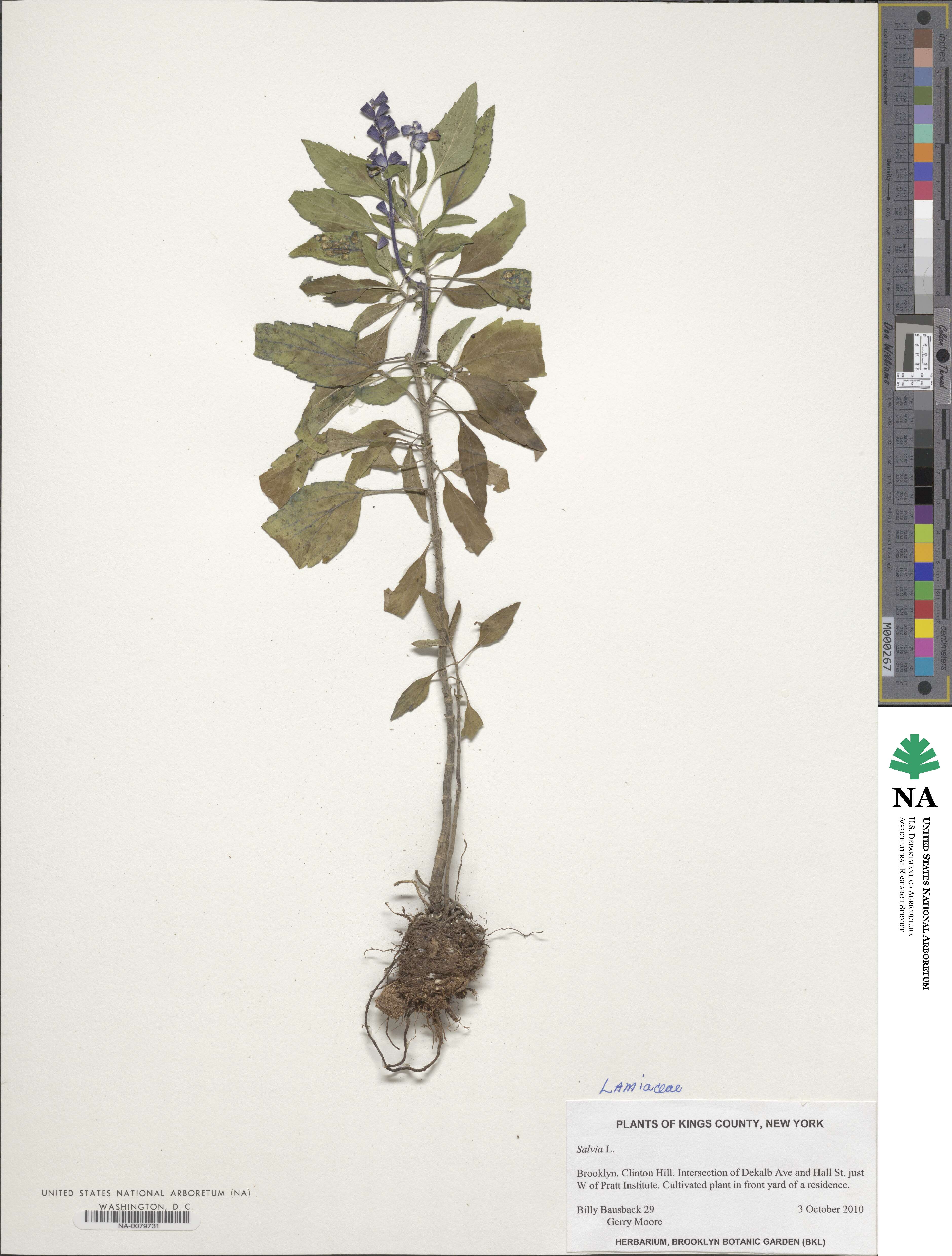 Salvia image