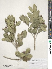 Euonymus fortunei image