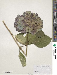 Hydrangea macrophylla image