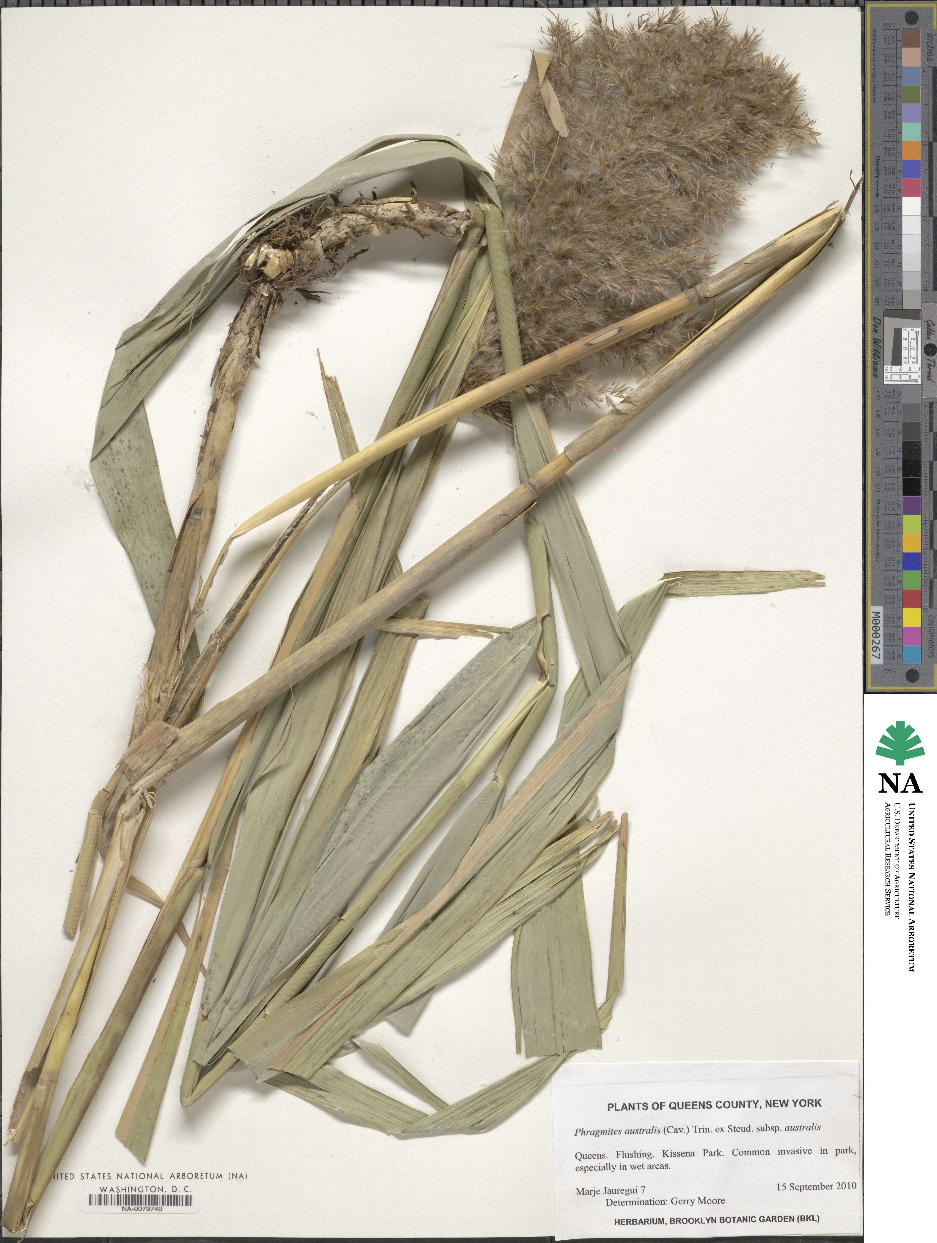 Phragmites australis subsp. australis image