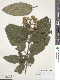 Viburnum rhytidophyllum image