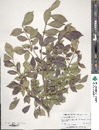 Euonymus alatus image