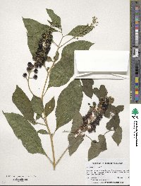 Phytolacca americana image