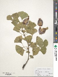 Ginkgo biloba image