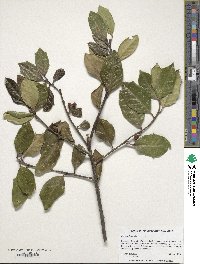 Ilex aquifolium image