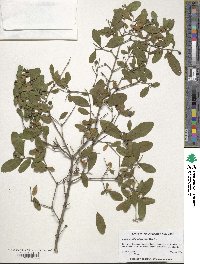 Ligustrum obtusifolium image