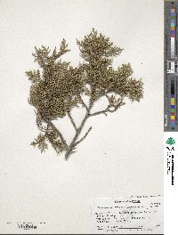 Cupressus arizonica image