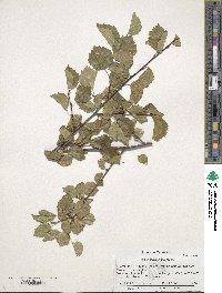 Betula occidentalis image