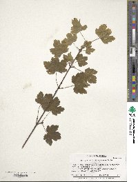 Acer glabrum image