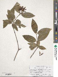 Calycanthus occidentalis image