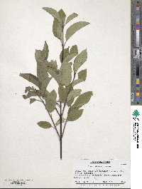 Cornus sericea image