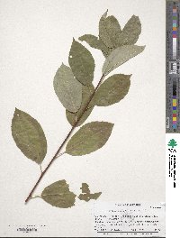 Prunus virginiana f. deamii image