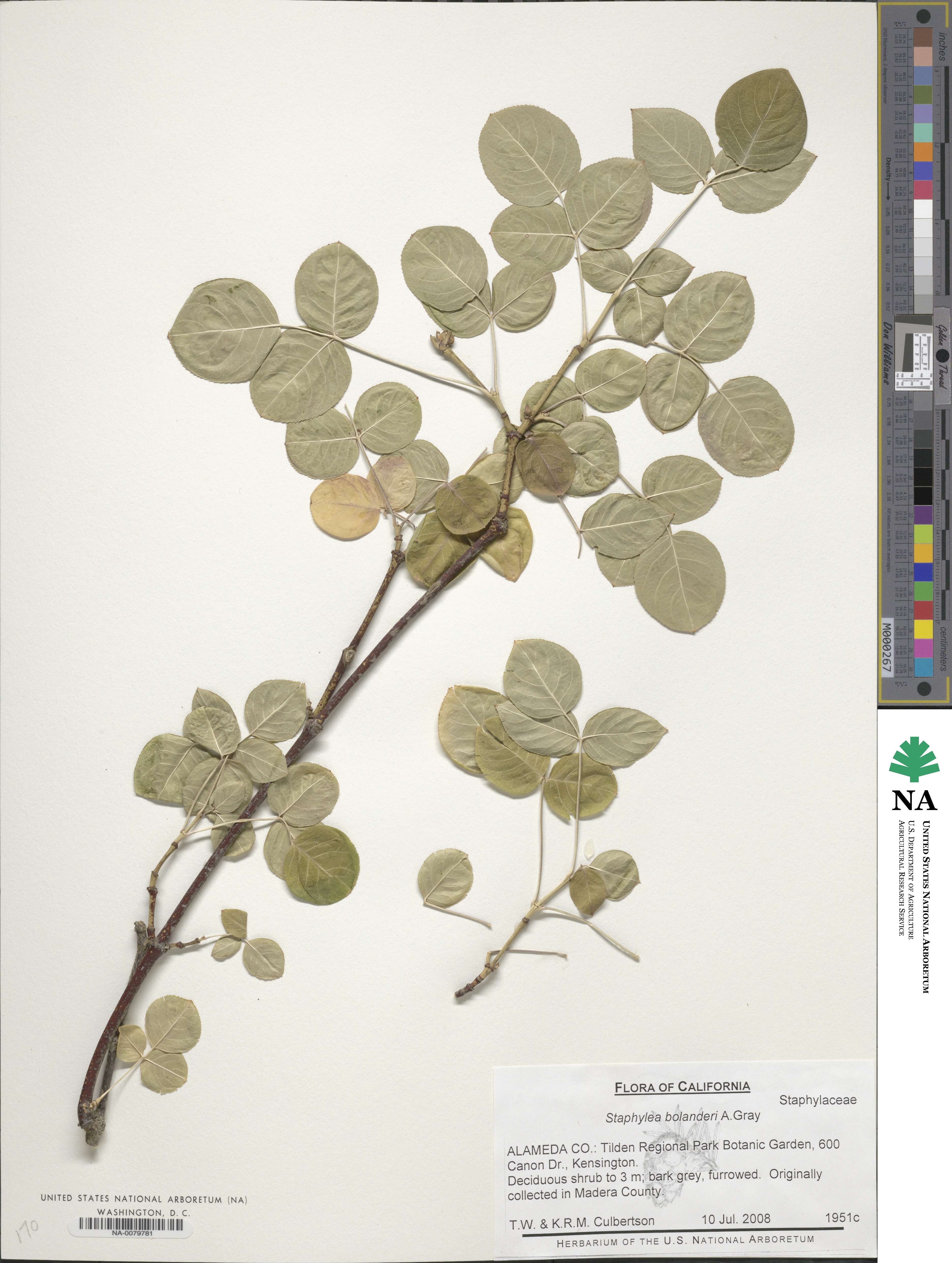 Staphylea bolanderi image