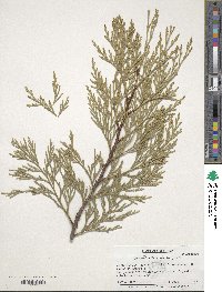 Calocedrus decurrens image