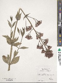 Centranthus ruber image