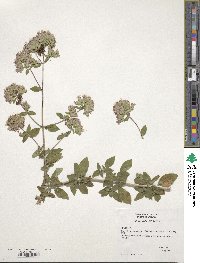 Origanum vulgare image