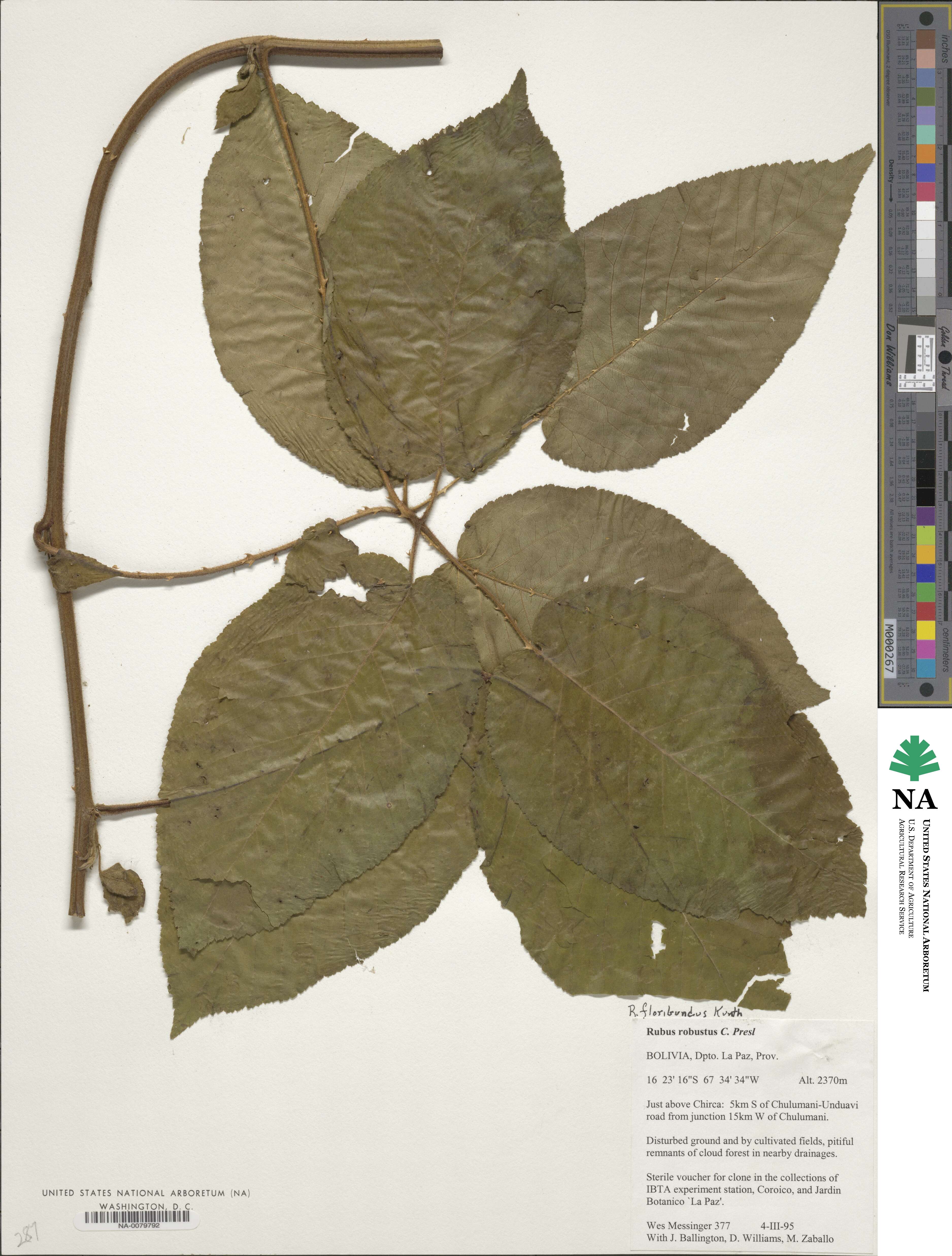 Rubus floribundus image