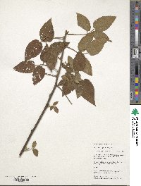 Image of Rubus betonicifolius