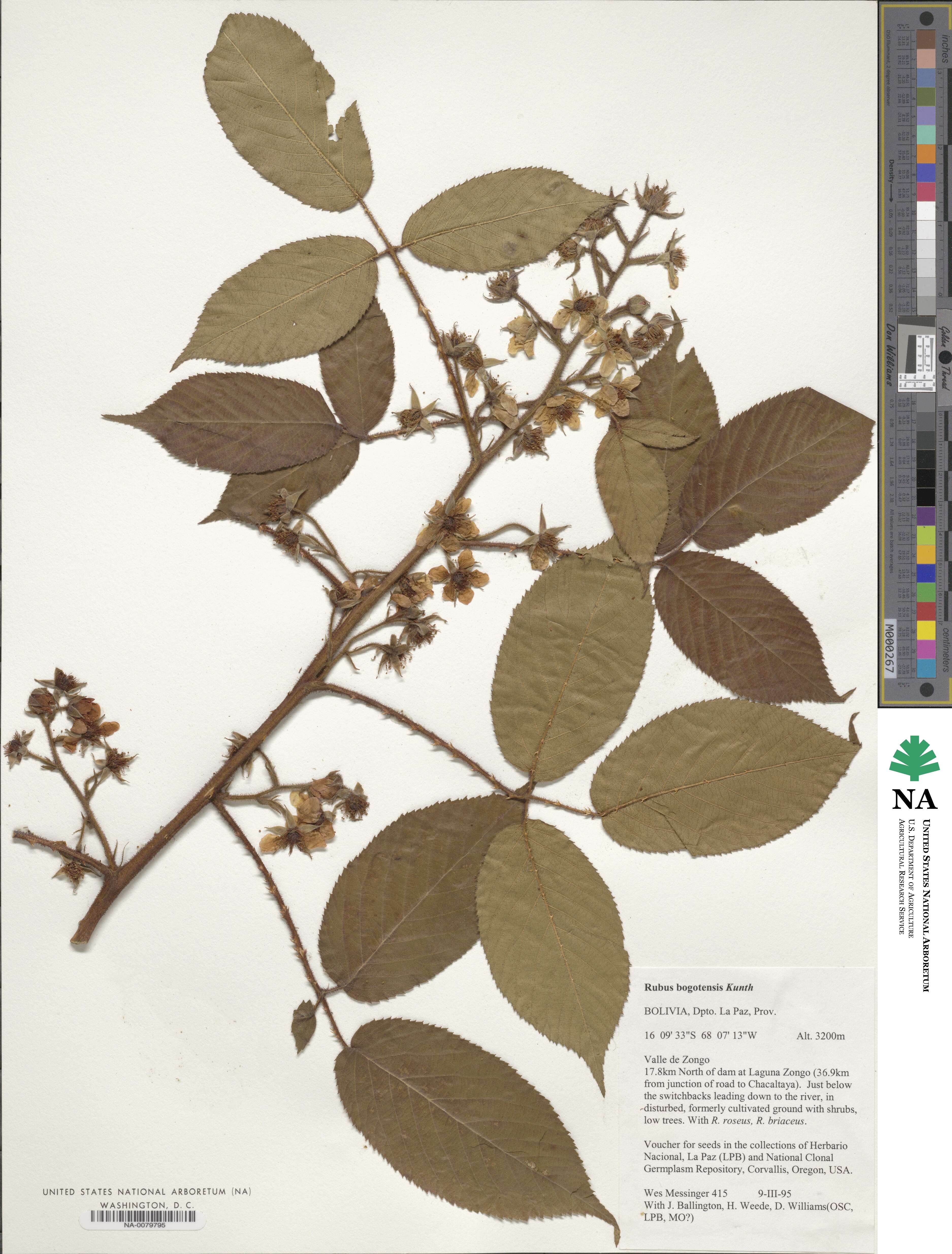 Rubus bogotensis image