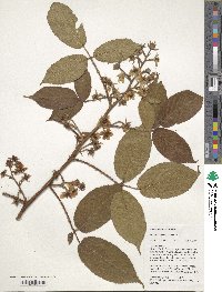 Image of Rubus bogotensis