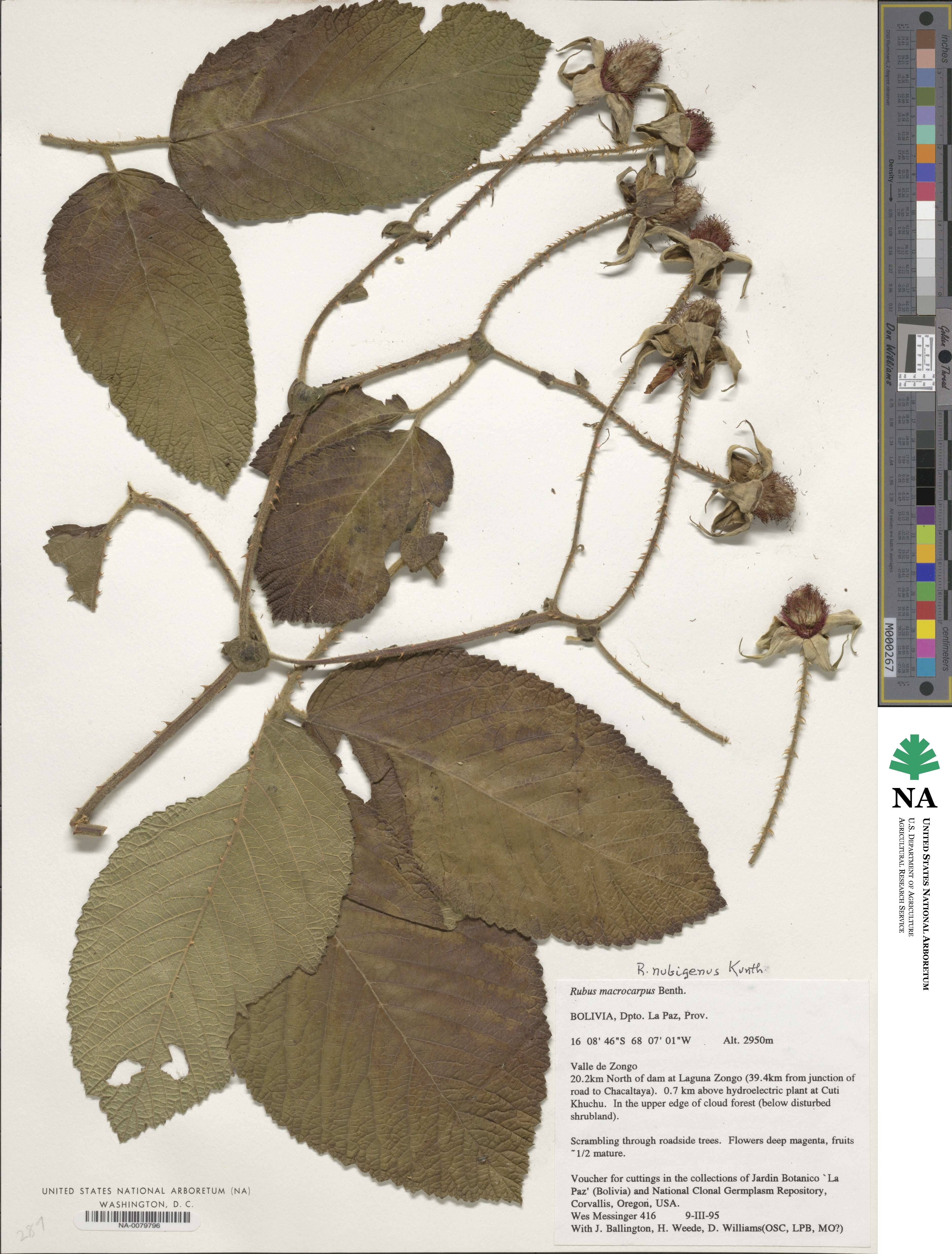 Rubus nubigenus image