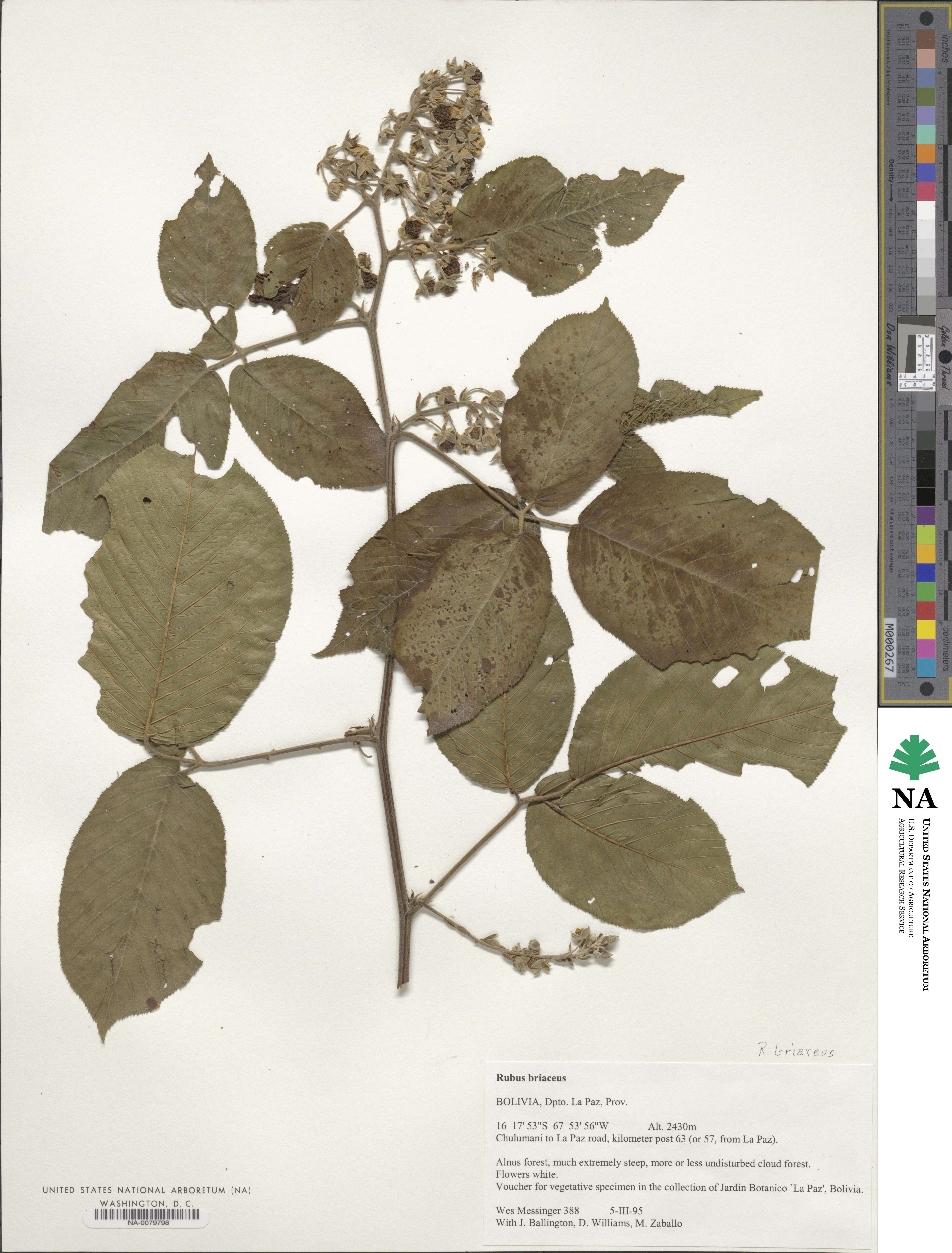 Rubus briareus image