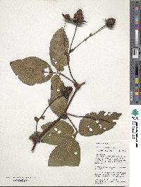 Rubus roseus image