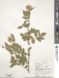 Rubus rosifolius image