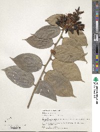 Cavendishia pubescens image