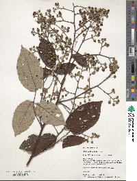 Image of Rubus boliviensis