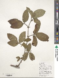 Rubus roseus image